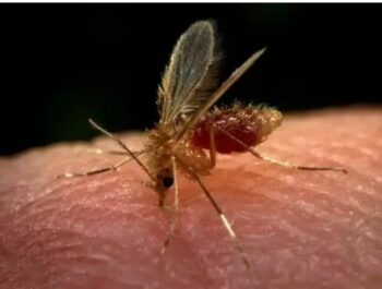 Mosquito flebótomo é o transmissor da leishmaniose entre cães e humanos. (Foto: Divulgação)